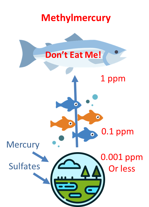 MethylMercury